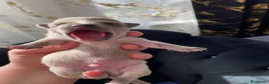 Chihuahua Puppy 1