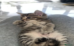 Domestic Shorthair cats for sale: Adorable tabby/bengal kittens to a good home - Image 25