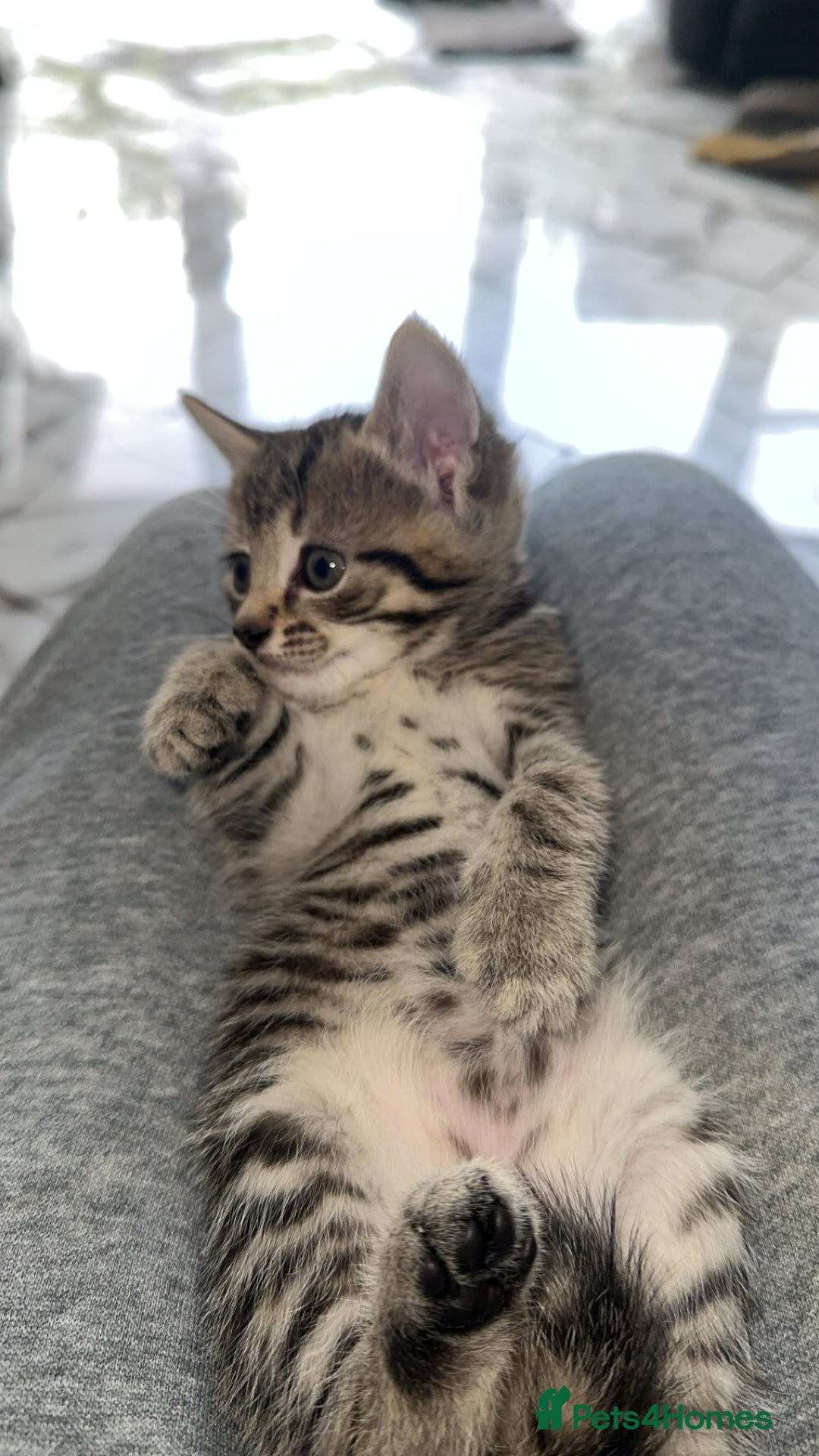 Domestic Shorthair cats for sale: Adorable tabby/bengal kittens to a good home - Image 25