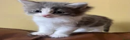Persian cats for sale: Beautiful Persian Kittens Ready for Forever Homes - Advert 26
