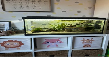 Axolotl reptiles - Advert 8