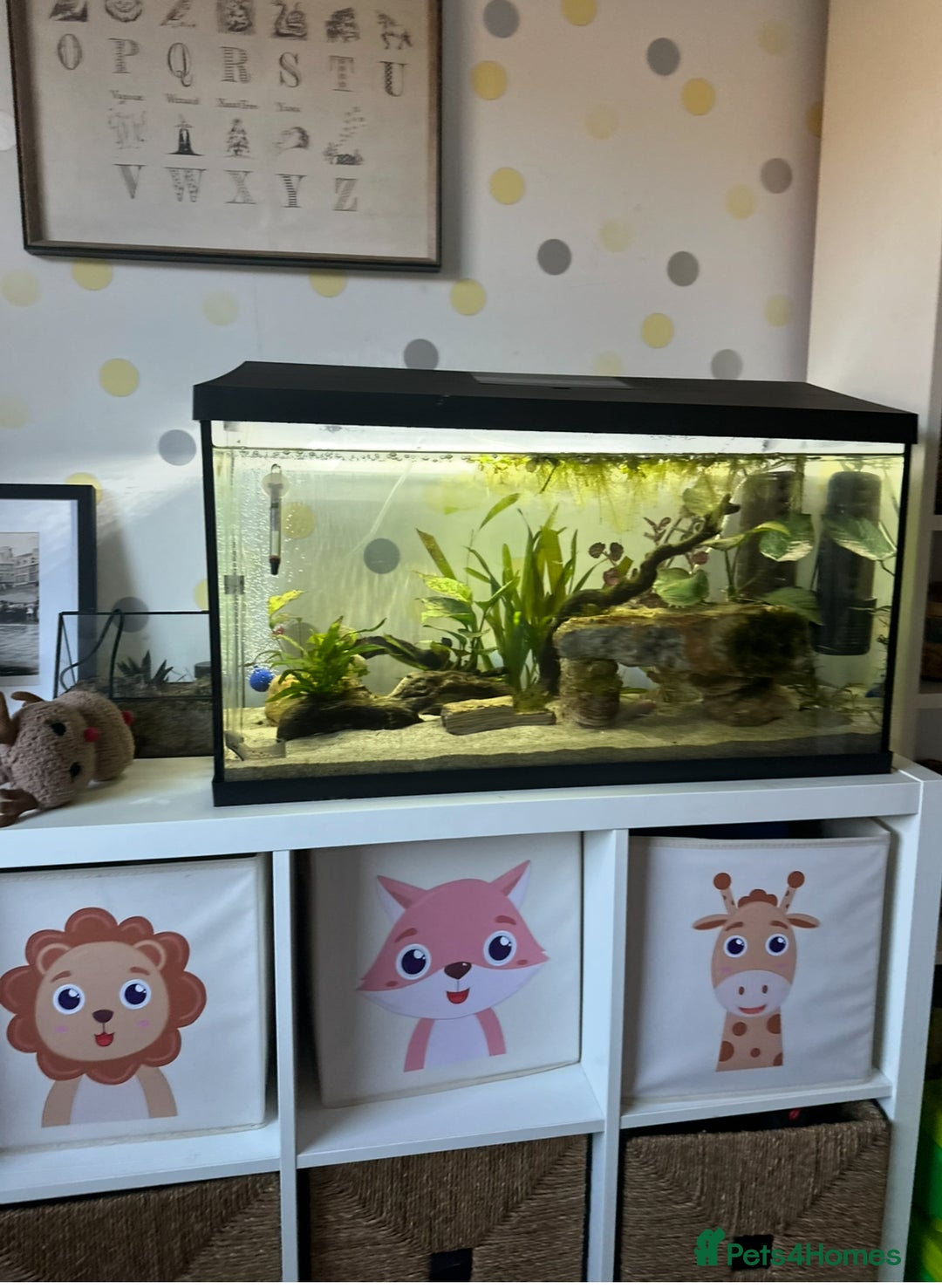 Axolotl reptiles for sale: Axolotl  - Image 2