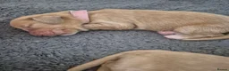 Cockapoo dogs for sale: Beautiful pups 🐶  - Advert 17
