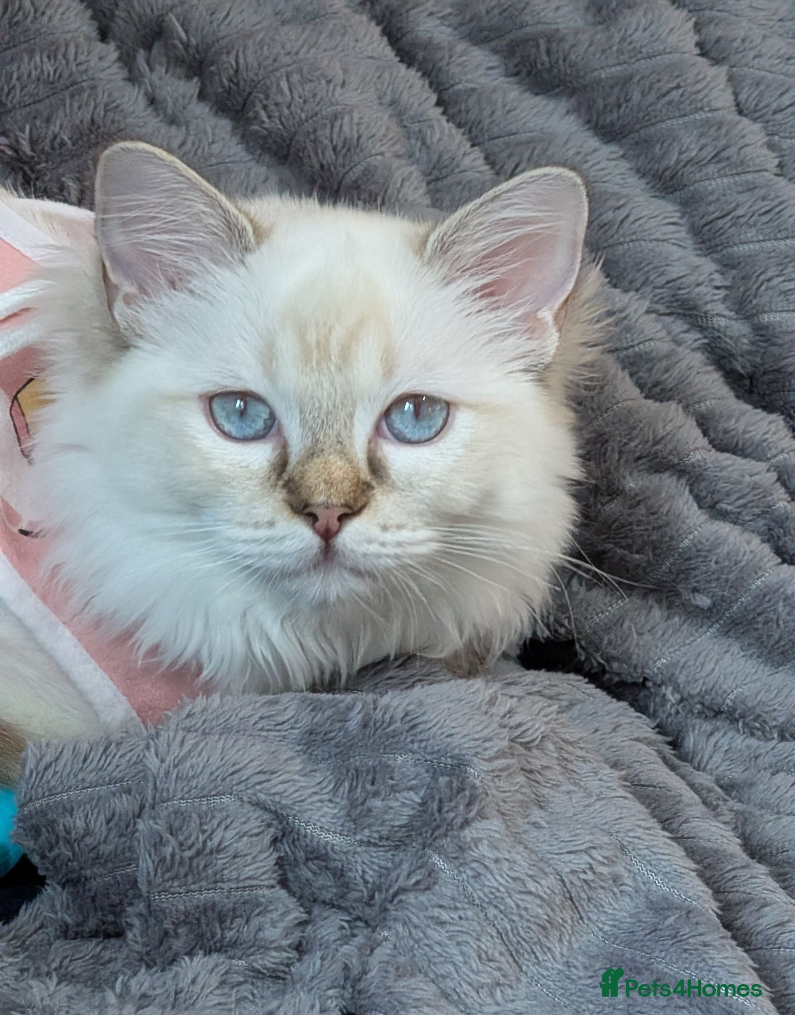 Ragdoll cats Chocolate TICA lynx mitted Ragdoll  - Advert 1