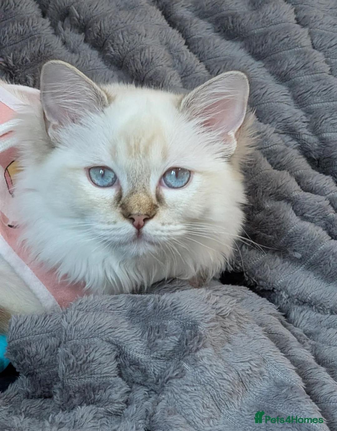 Ragdoll cats for sale: Chocolate TICA lynx mitted Ragdoll  - Advert 1
