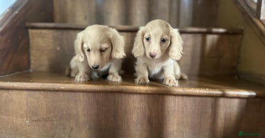 Dachshund dogs - Advert 2