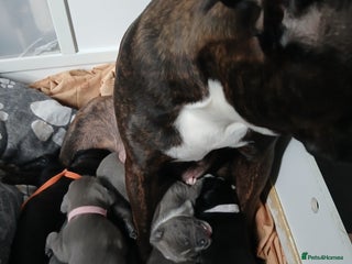 Staffordshire Bull Terrier dogs Staffordshire bull terriers puppy's - Advert 1