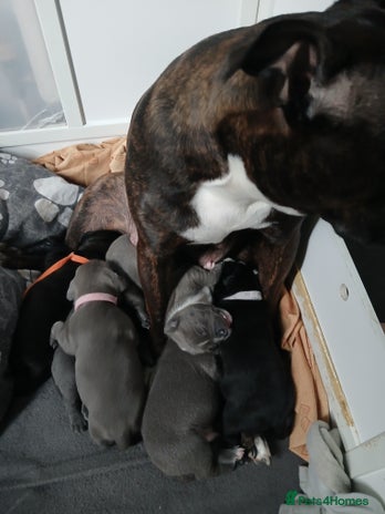 Staffordshire Bull Terrier dogs Staffordshire bull terriers puppy's - Advert 4