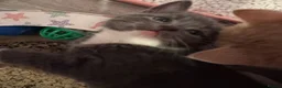 Mixed Breed cats for sale: Beautiful grey / black and white half Mainecoon  - Advert 19