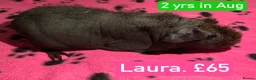 Guinea Pig rodents for sale: Skinny Pig Sows  - Advert 5