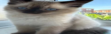 Ragdoll Kitten 1