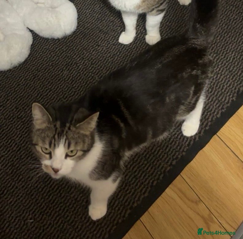 European cats Kittens  - Advert 6