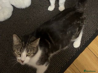 European cats Kittens - Advert 1