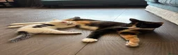 Mixed Breed cats for sale: Last kitten available  in Aldershot - Advert 2