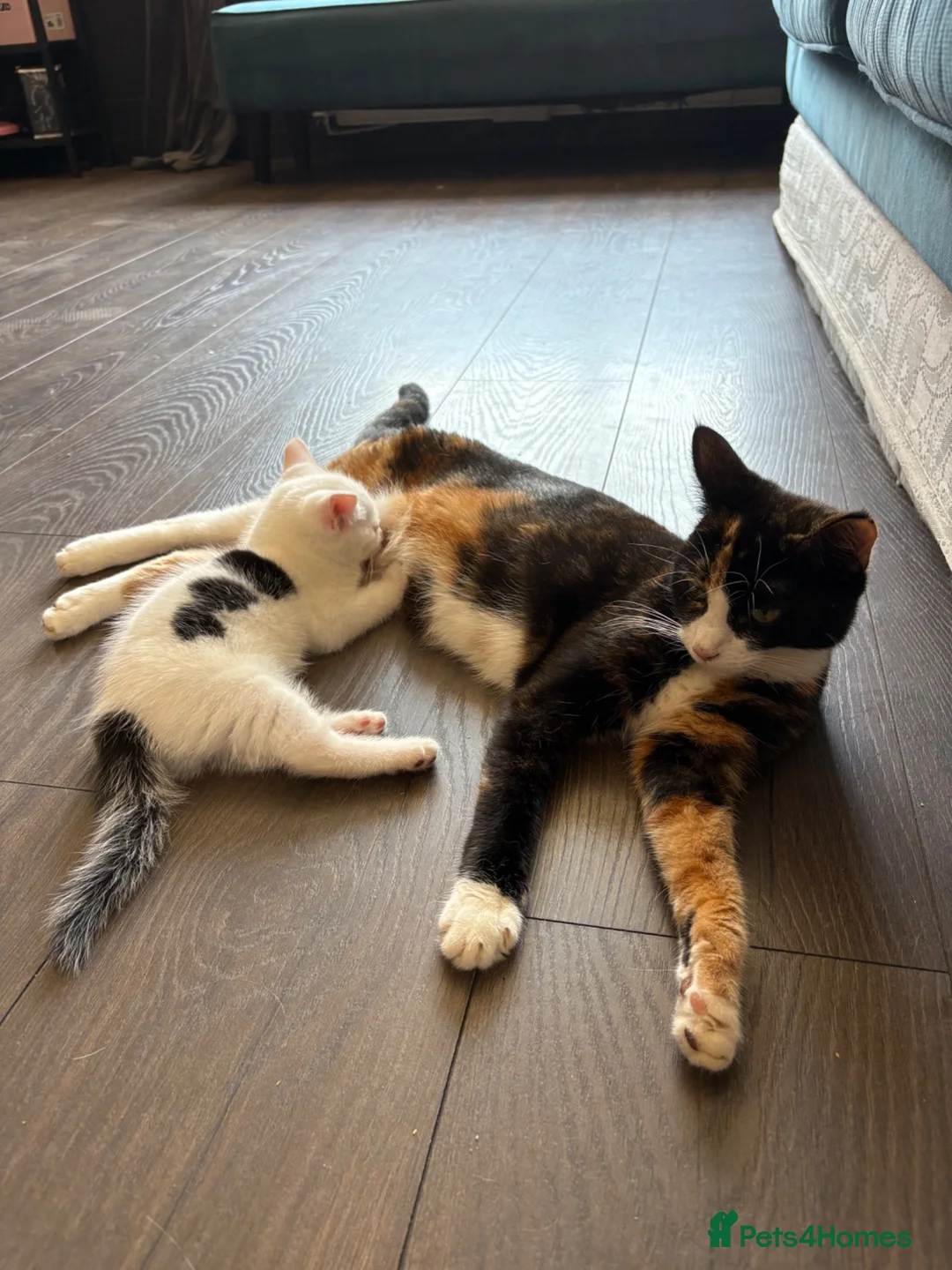 Mixed Breed cats for sale: Last kitten available  in Aldershot - Advert 2