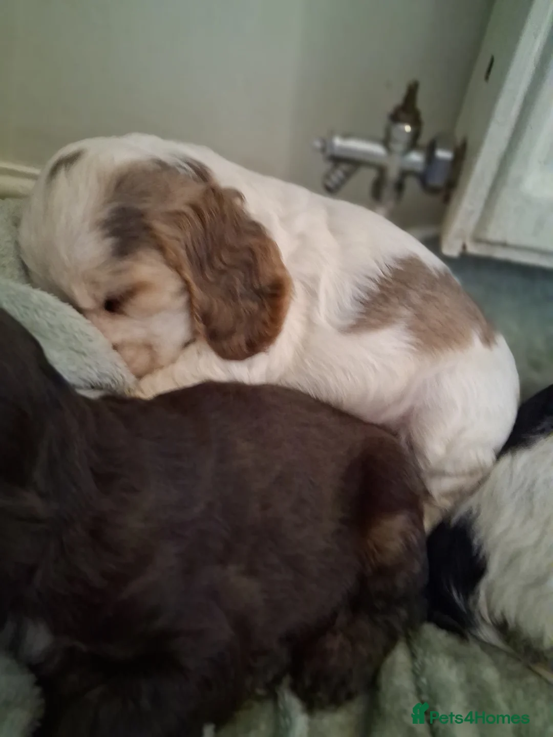 Cocker Spaniel dogs for sale: Beautiful KC Reg Show-Cocker Spaniel puppies  in Doncaster - Advert 40