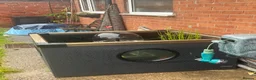 Goldfish fish for sale: Blagdon fish pond  - Advert 2
