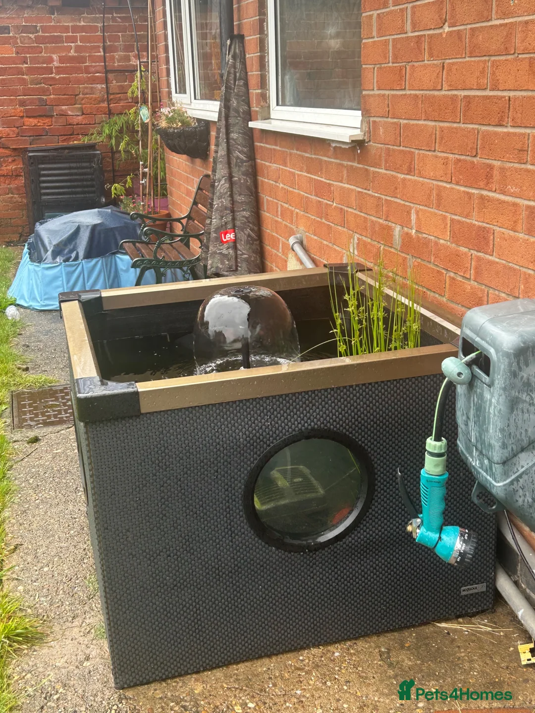 Goldfish fish for sale: Blagdon fish pond  - Advert 2