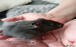 Hamster rodents for sale: Baby syrian hamsters - Image 2