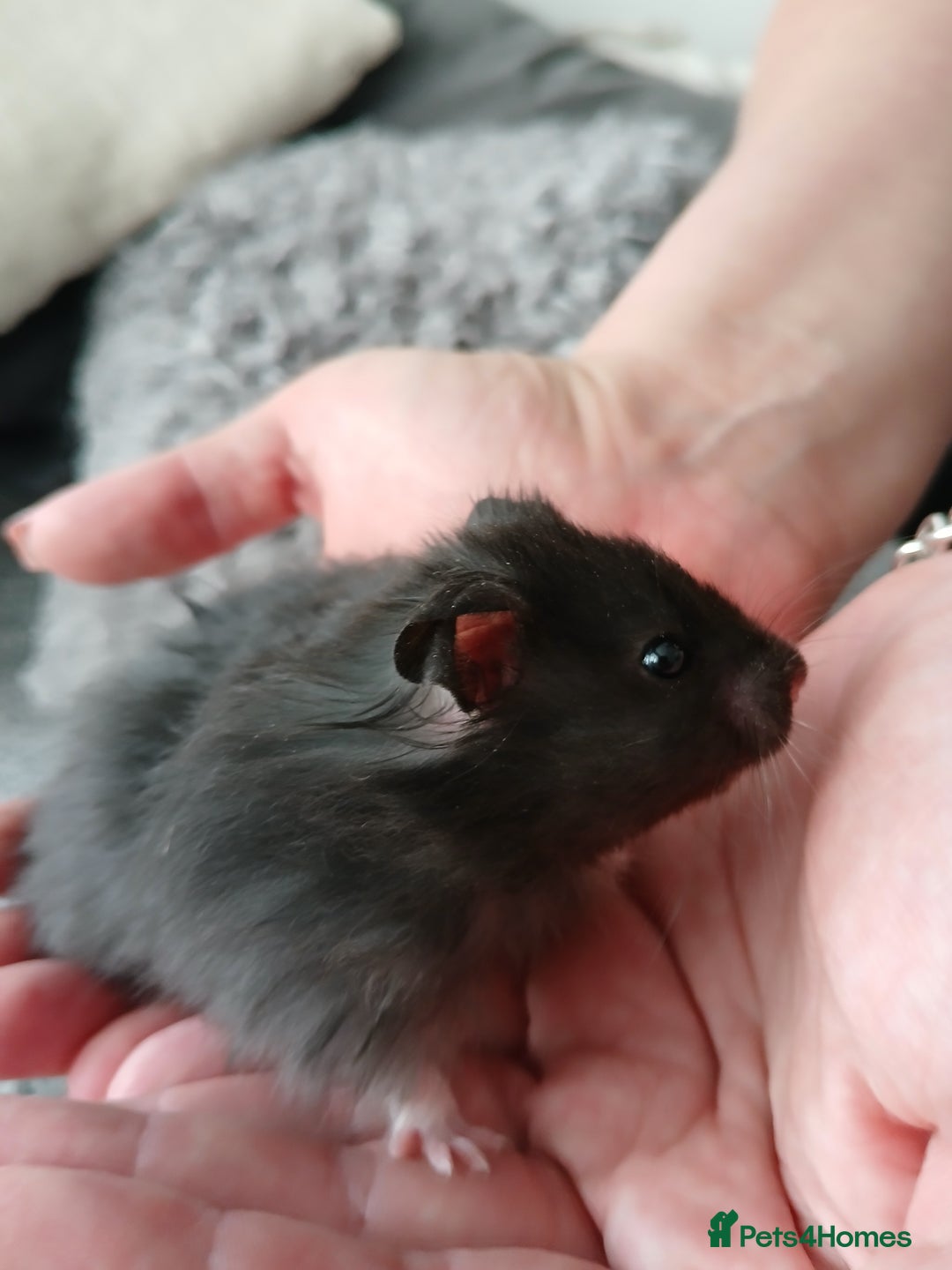 Hamster rodents for sale: Baby syrian hamsters - Image 2