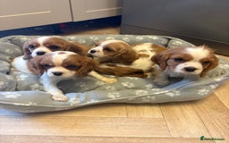 Cavalier King Charles Spaniel dogs for sale: ✨Adorable King Charles Cavalier Puppies✨READY NOW✨ - Advert 31