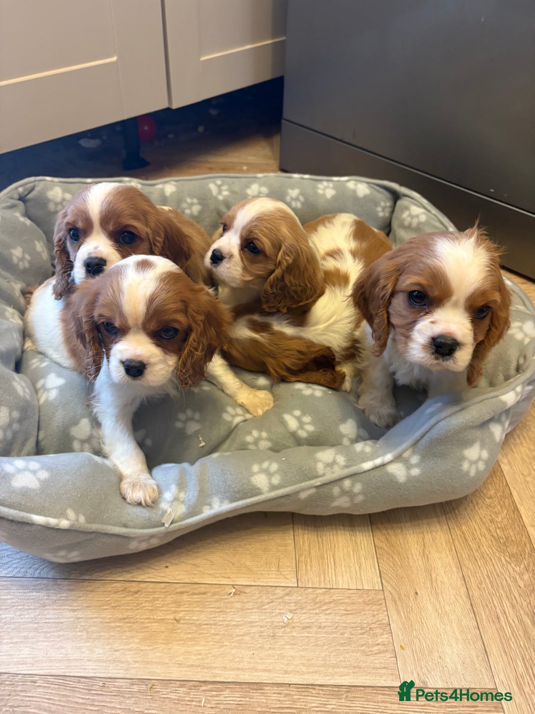 Cavalier King Charles Spaniel dogs for sale: ✨Adorable King Charles Cavalier Puppies✨READY NOW✨ - Advert 31
