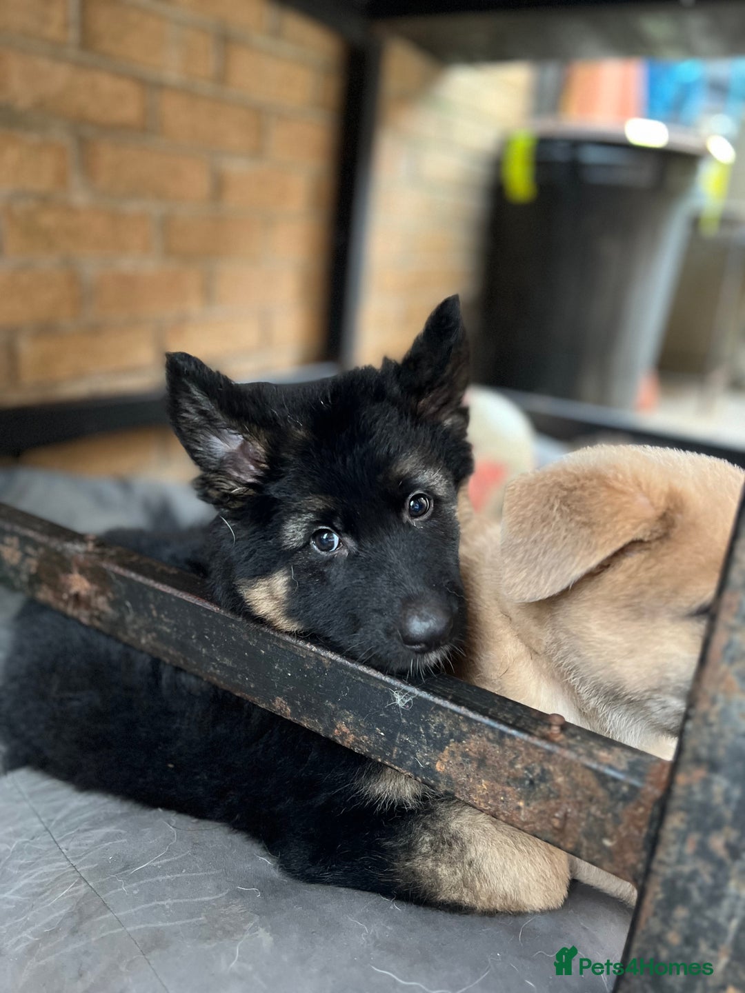 German Shepherd dogs for sale: REDUCED German shepherd puppies 8 was old - Advert 14