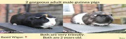 Lionhead rabbits for sale: Guinea Pigs Looking For New Homes - Advert 1