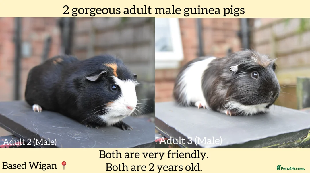 Lionhead rabbits for sale: Guinea Pigs Looking For New Homes - Advert 1