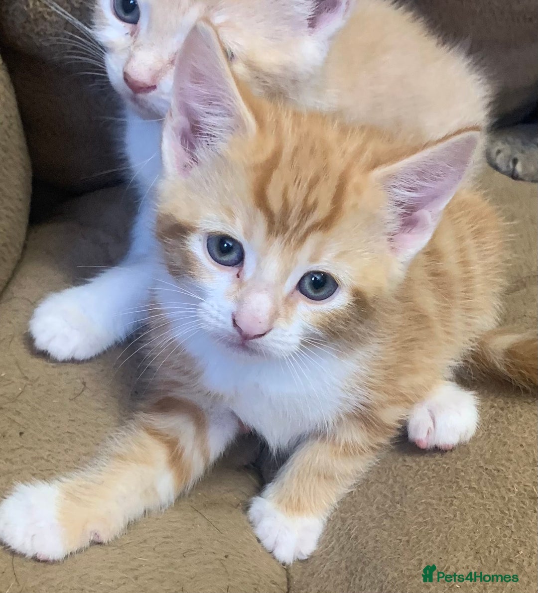 British Shorthair cats for sale: 2 X BOY KITTENS, READY NOW!! 8 WEEKS OLD, - Image 1