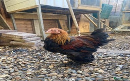 Chickens poultry for sale: Thuringian chickens - Image 8