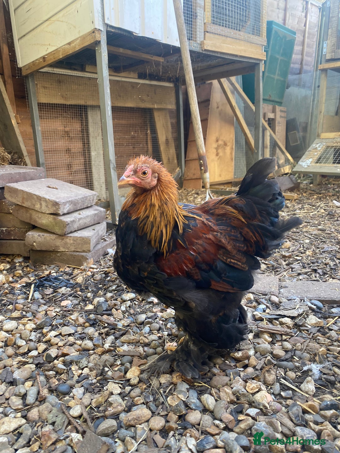 Chickens poultry for sale: Thuringian chickens - Image 8