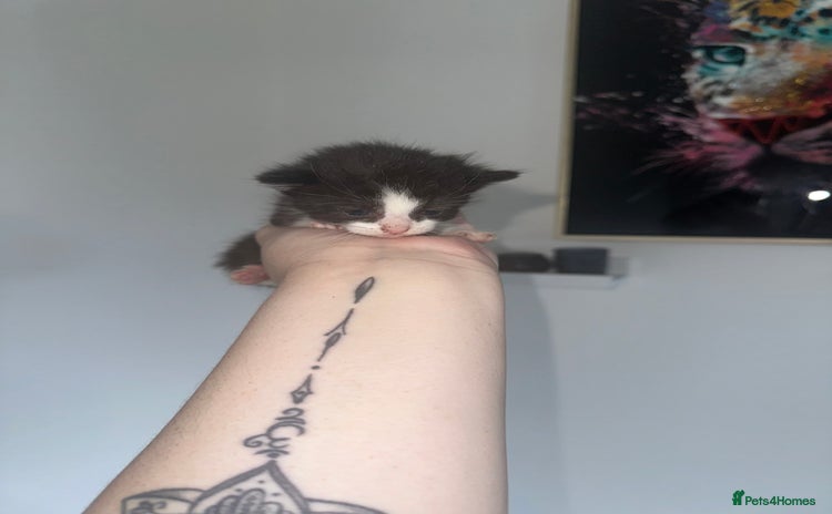 Mixed Breed cats for sale - Advert 2
