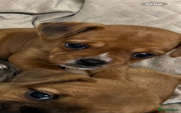 Jug dogs for sale: Puppys - Image 2