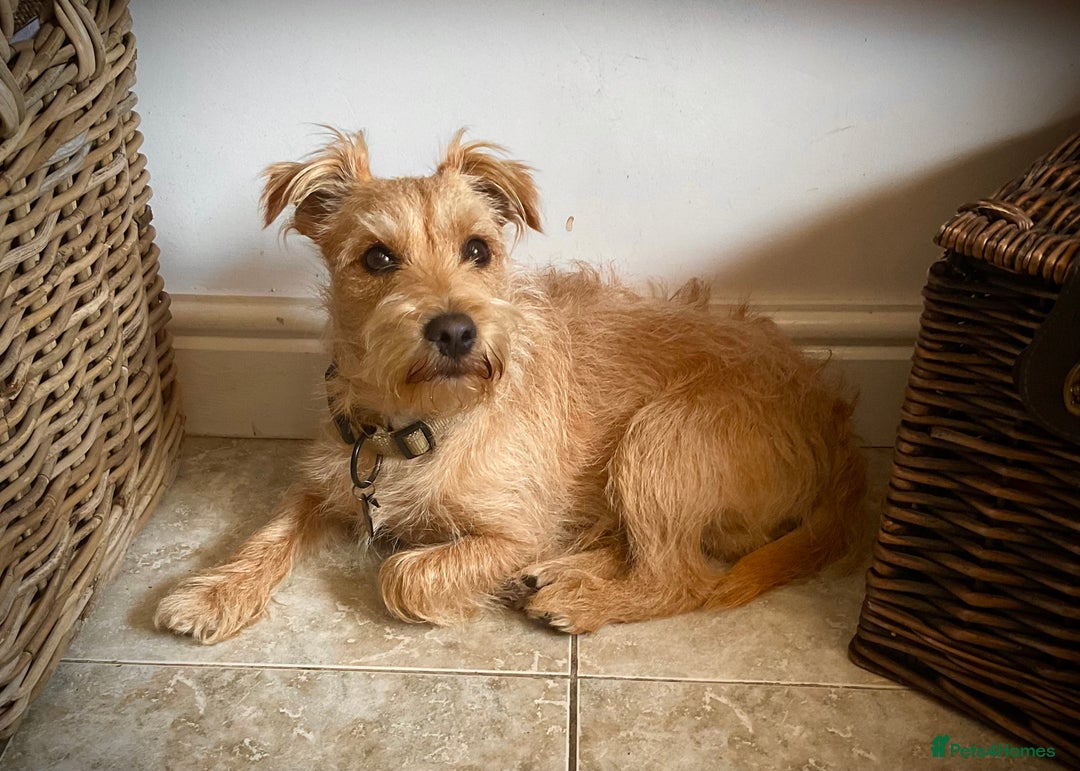 Jack Russell dogs for sale: Jack Russell Puppies  - Image 6