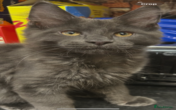 Maine Coon cats for sale:  2 beautiful maine coon kittens left - Image 20