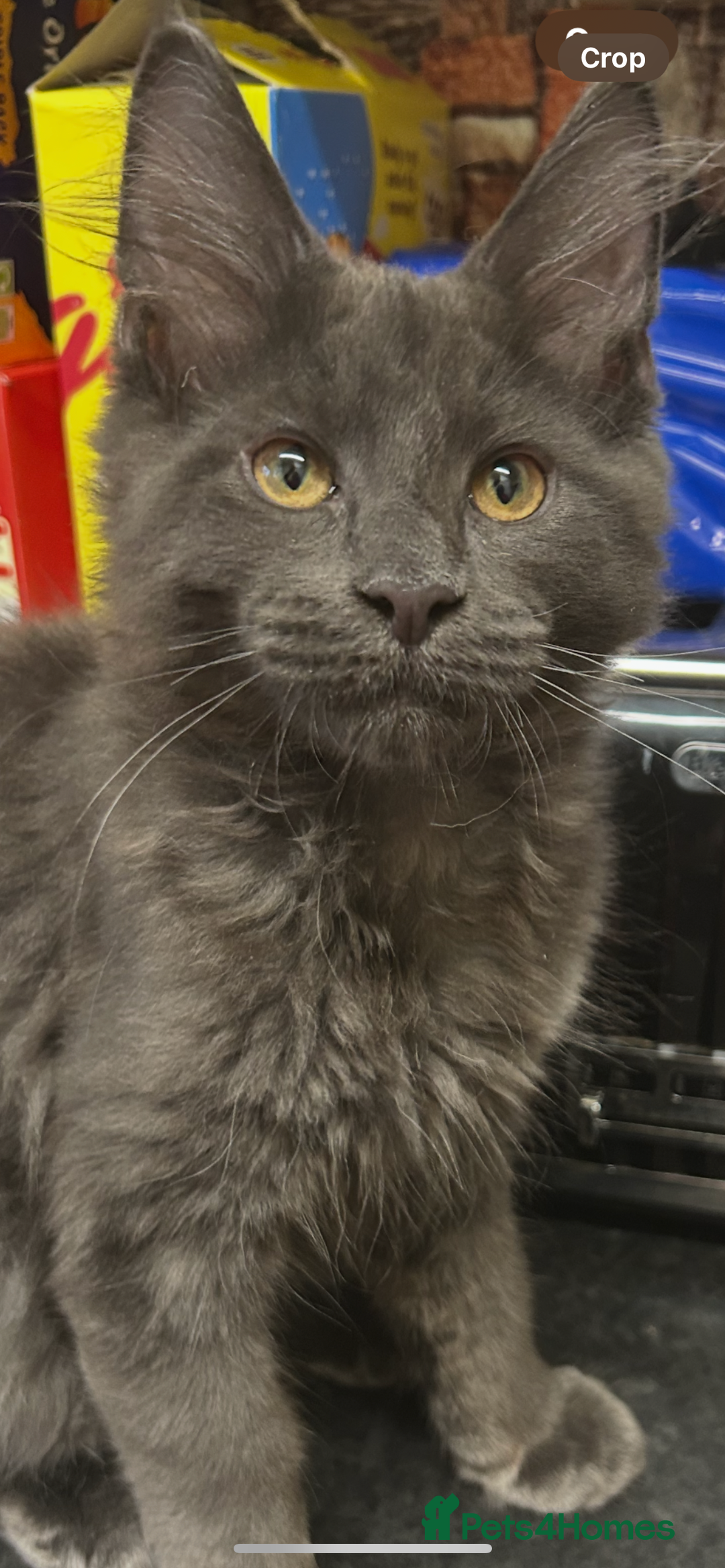Maine Coon cats for sale:  2 beautiful maine coon kittens left - Image 20