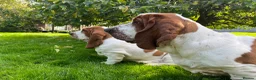 Basset Hound dogs for sale: Basset hound amazing couple  - Advert 18