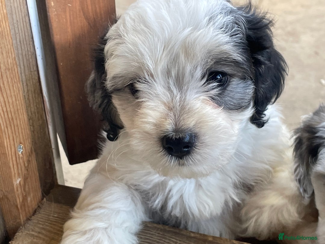Mixed Breed dogs for sale: Cockapoo x Maltese (Maltipoo) - Image 14