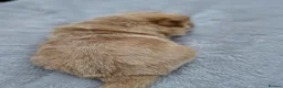 Chow Chow dogs for sale: Show stopping DWKC chow chow pups - Advert 24
