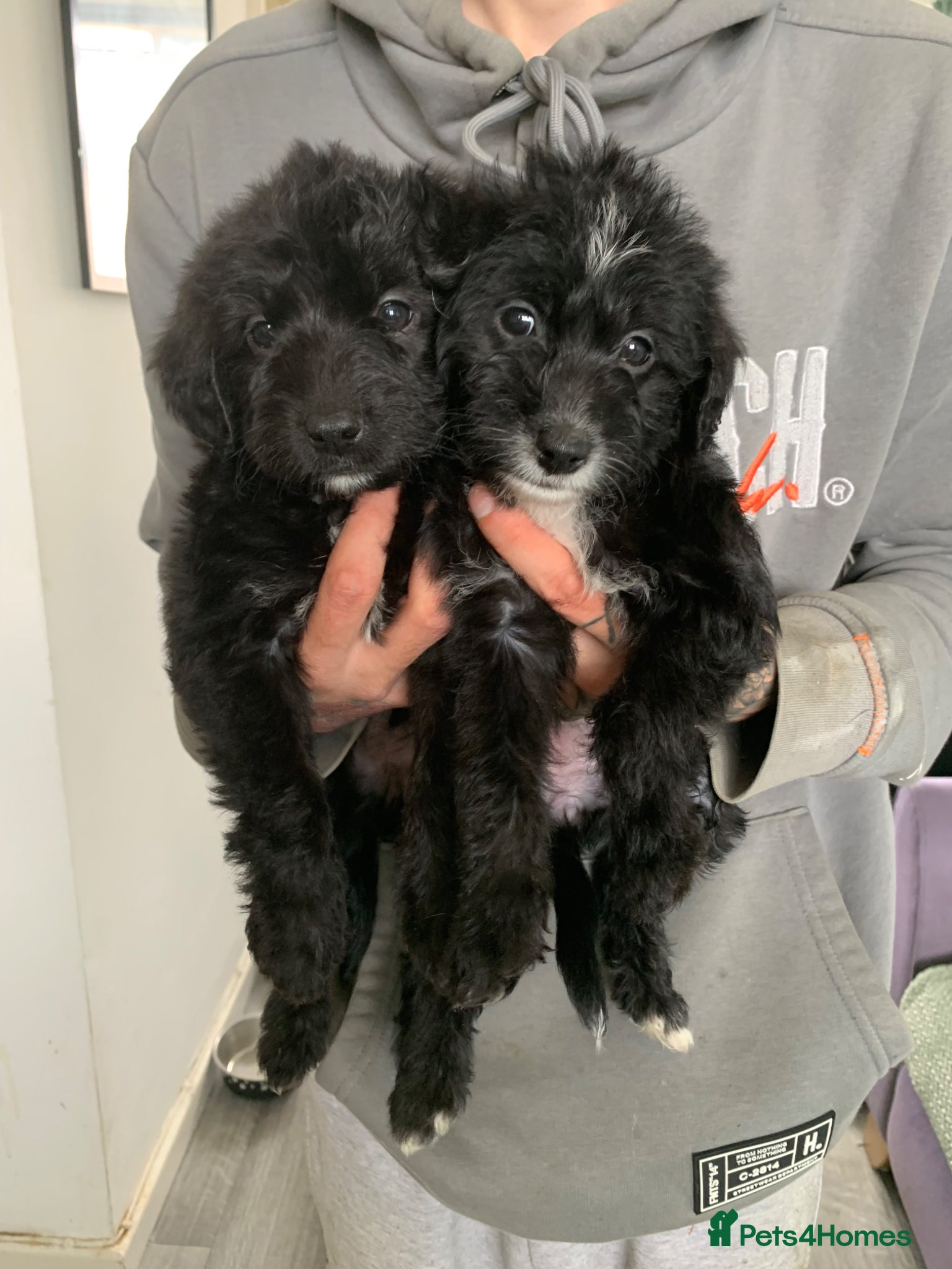 Mixed Breed dogs Whippet cross toy poodle   - Advert 9
