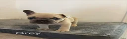 French Bulldog dogs for sale: KC French bulldog puppies - Advert 25