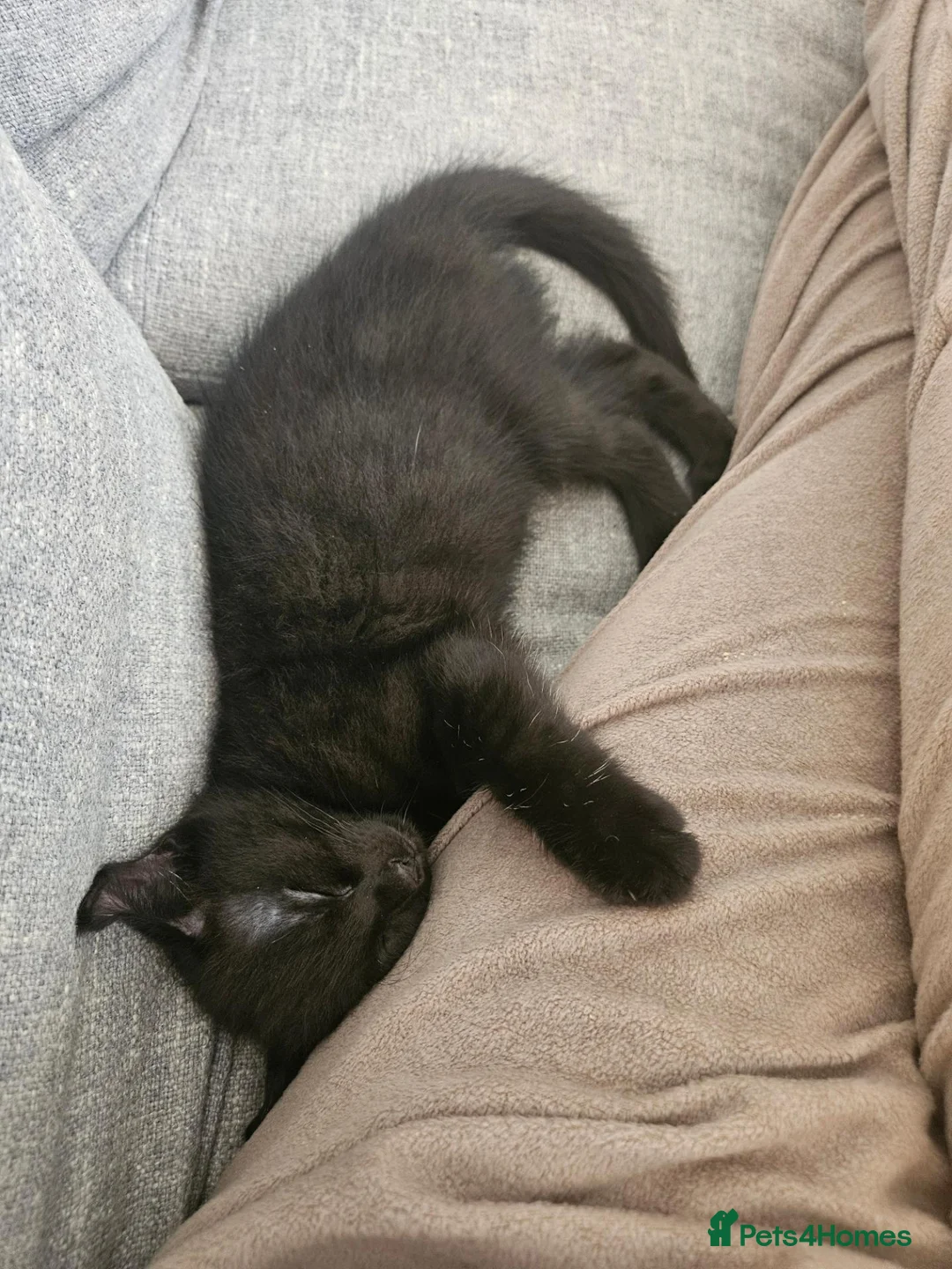Mixed Breed cats for sale: Mixed Maine Coon Kitten - Advert 2