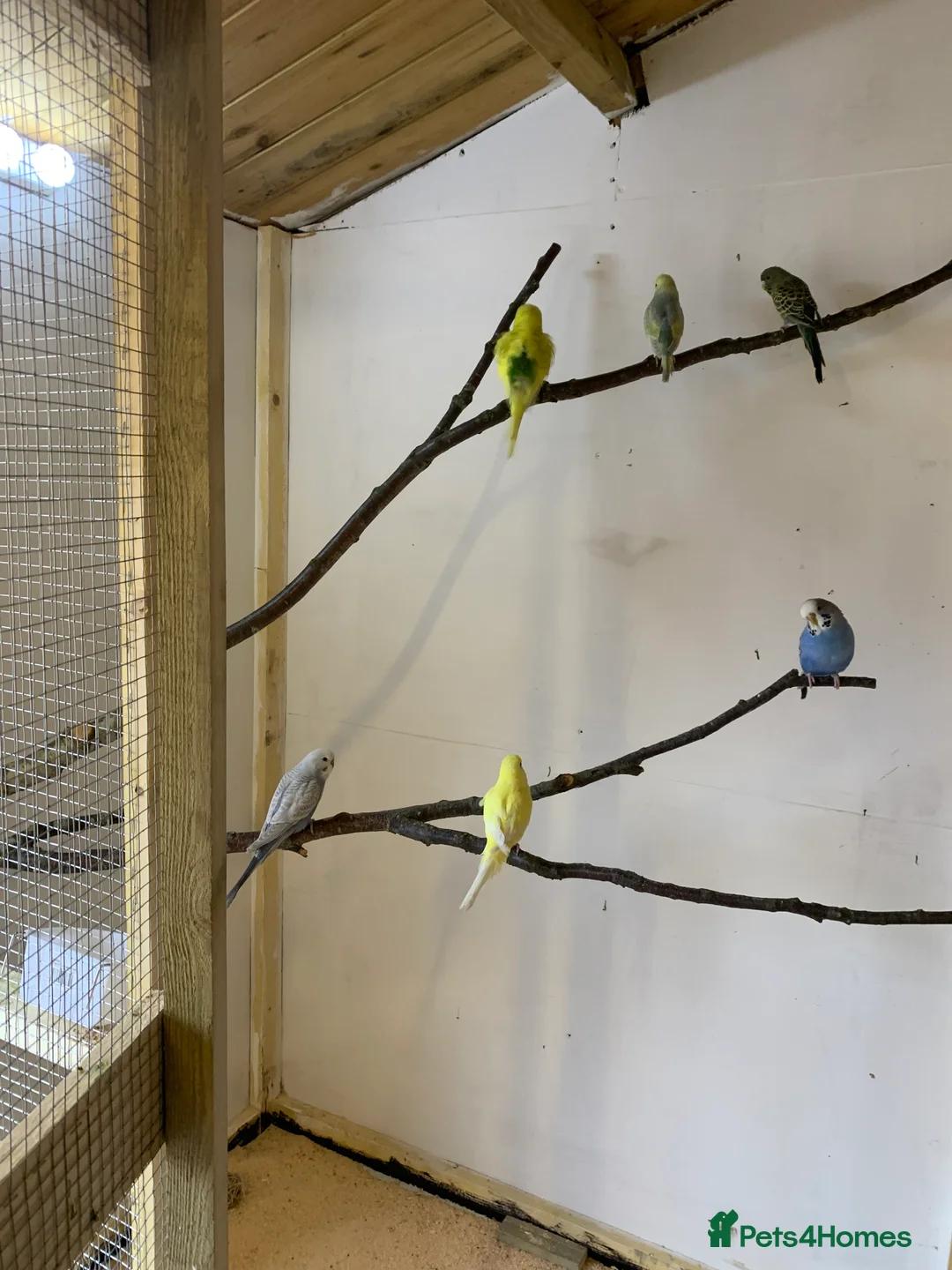 Budgerigars birds for sale:  budgies  in Normanton - Advert 1