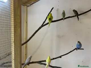 Budgerigars birds budgies - Advert 16