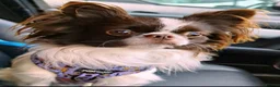 Chihuahua dogs for stud: KC reg-Heath Tested-Proven Stud - Advert 6