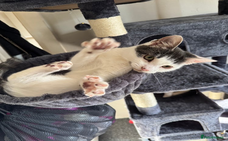 Mixed Breed cats - Advert 3