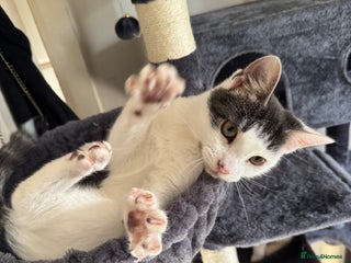 Mixed Breed cats - Advert 29