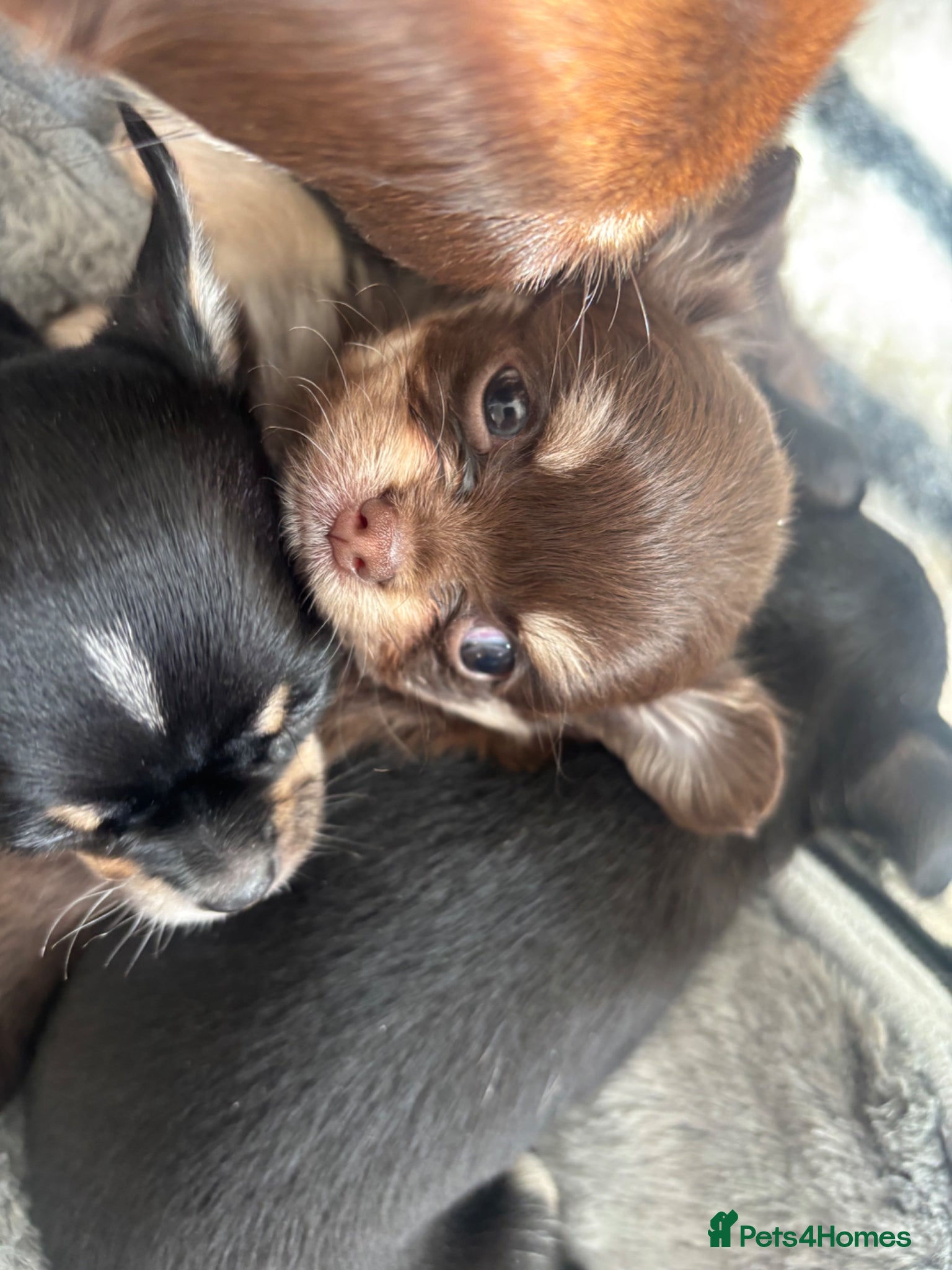 Chihuahua dogs Beautiful Chihuahua litter  - Advert 2