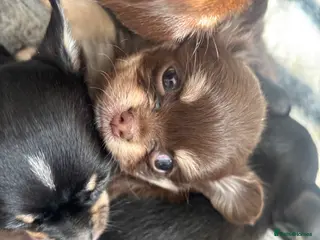 Chihuahua dogs Beautiful Chihuahua litter - Advert 2